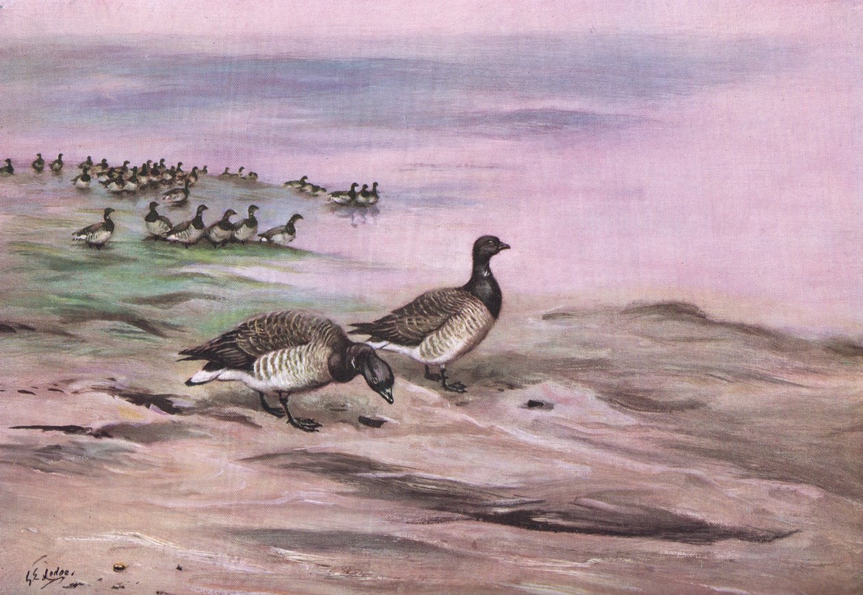 إوزة برنت برنت شاحب البطن (ليثو) بواسطة نزل جورج إدوارد