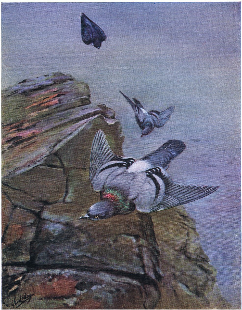 حمامة الصخور (ليثو) بواسطة نزل جورج إدوارد