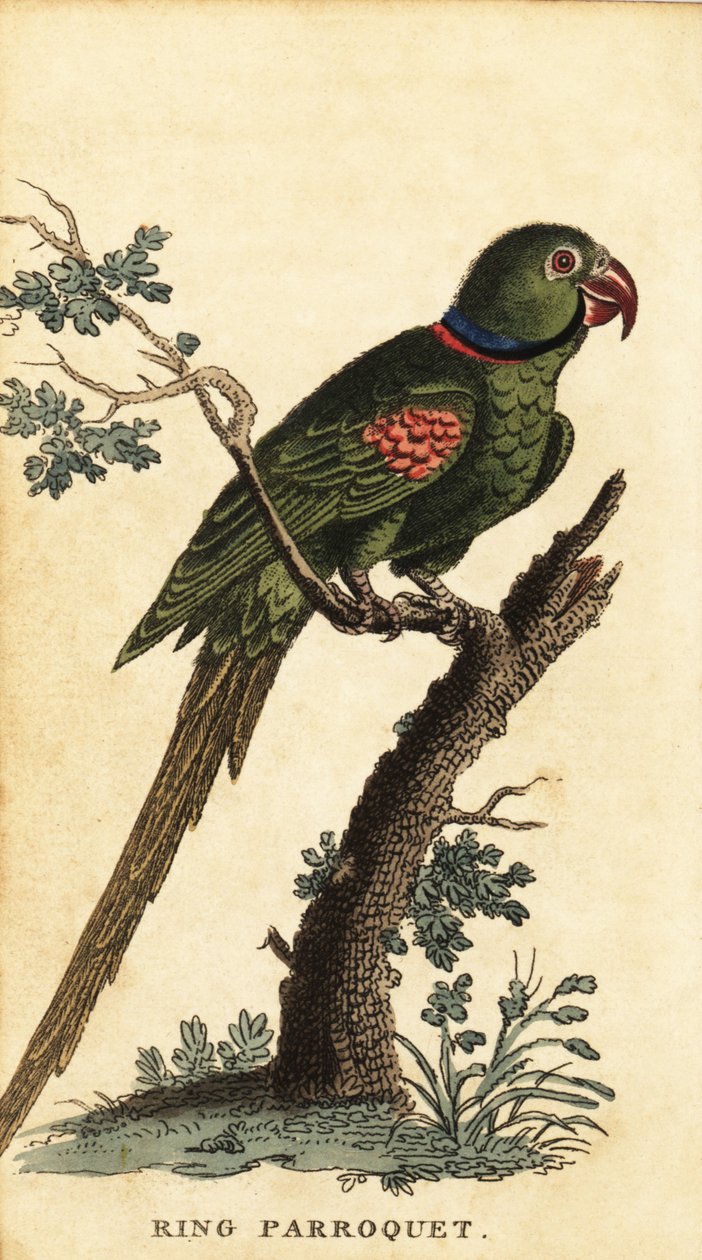 ببغاء الكسندرين ، Psittacula eupatria. ، 1800 (نقش) بواسطة جورج إدواردز