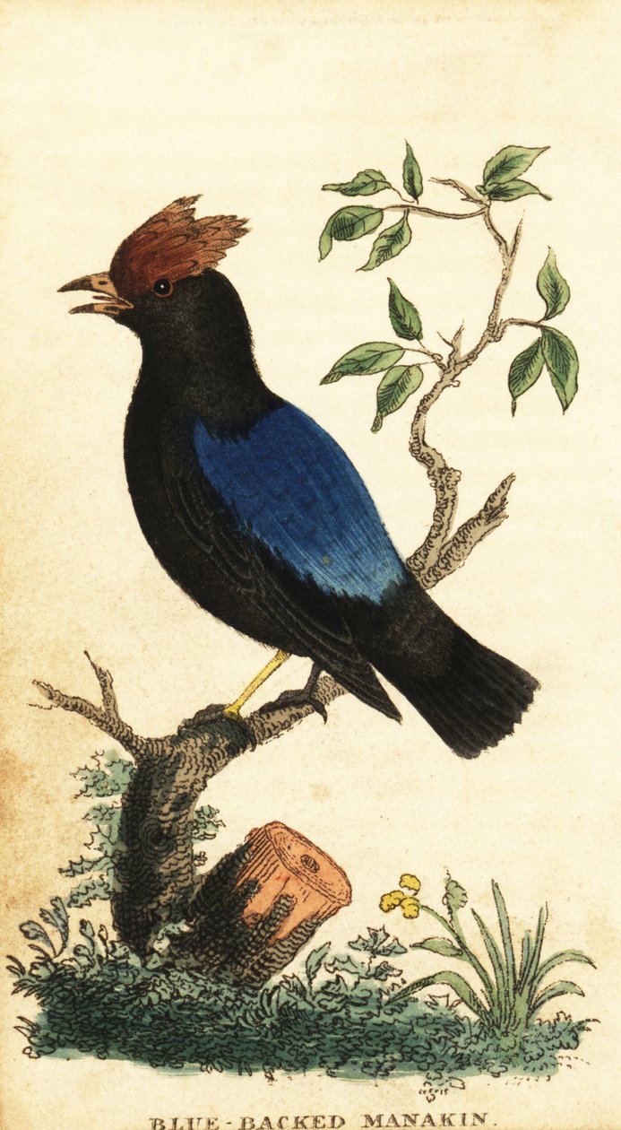 المناكين ذات الظهر الأزرق ، Chiroxiphia pareola. ، 1800 (نقش) بواسطة جورج إدواردز
