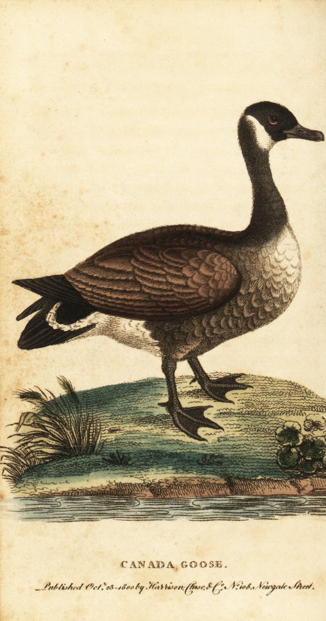 أوزة كندا ، Branta canadensis. ، 1800 (نقش) بواسطة جورج إدواردز