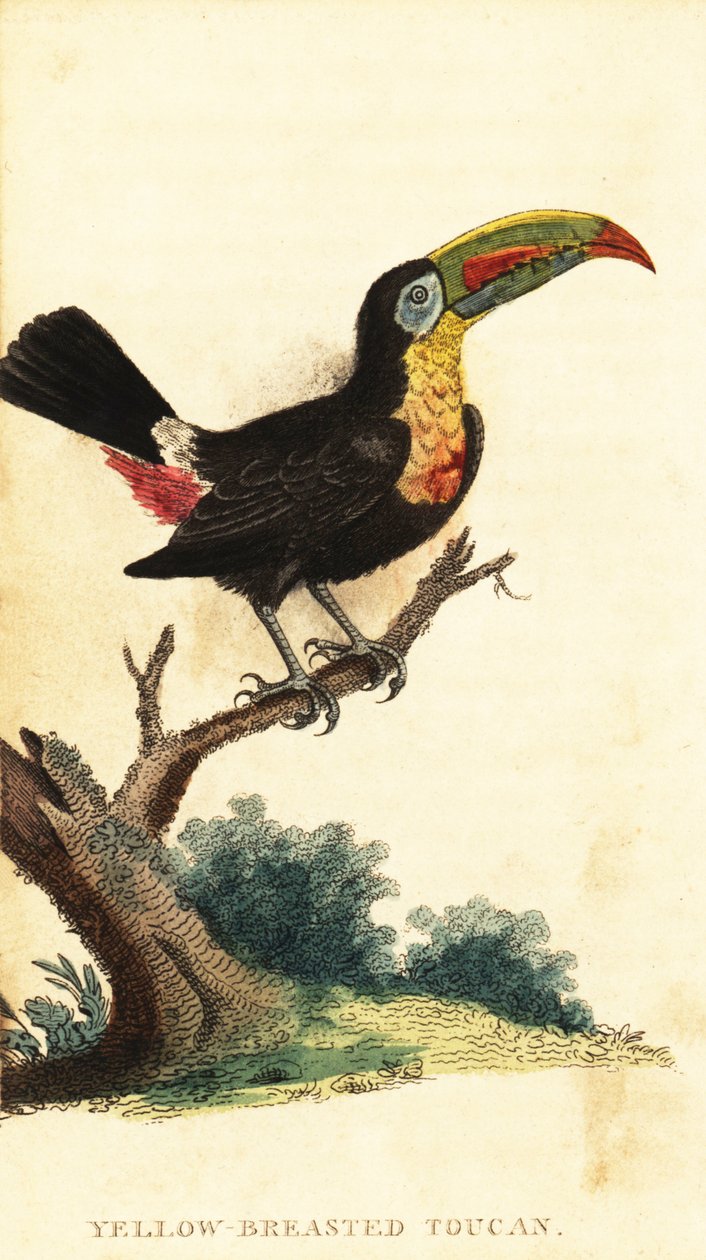 الطوقان المنقار بالكيل ، Ramphastos sulfuratus. ، 1800 (نقش) بواسطة جورج إدواردز