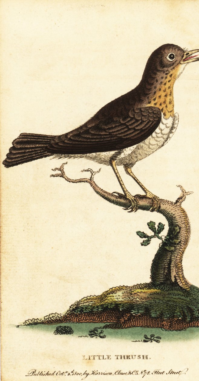 Little Thush ، Turdus Minor. ، 1800 (نقش) بواسطة جورج إدواردز