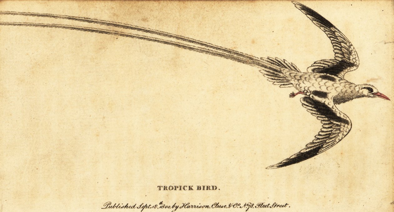 tropicbird ذو المنقار الأحمر ، Phaethon aethereus. ، 1800 (نقش) بواسطة جورج إدواردز