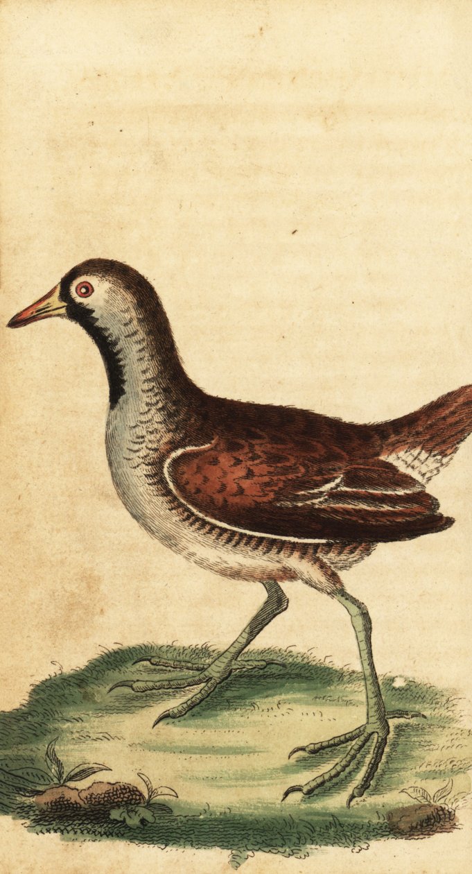 سورا ، بورزانا كارولينا. ، 1800 (نقش) بواسطة جورج إدواردز