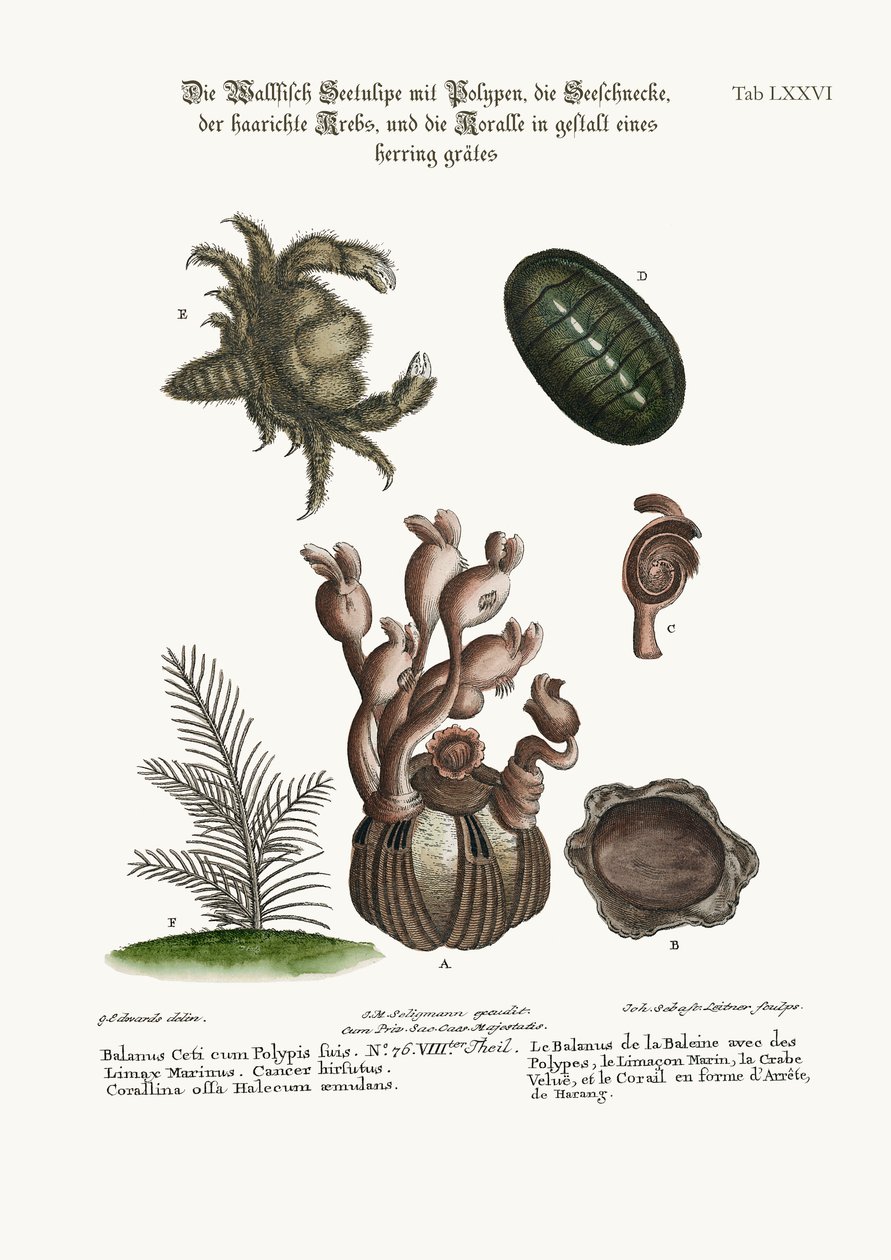 Balanus الحوت مع Polypes ومرسى ليماكس وسرطان البحر المشعر وكورنين متعرج 1749-1773 بواسطة جورج إدواردز