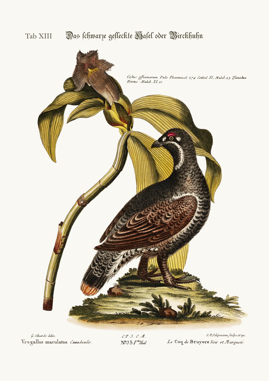 The Black and Spotted Heathcock ، 1749-1773 بواسطة جورج إدواردز