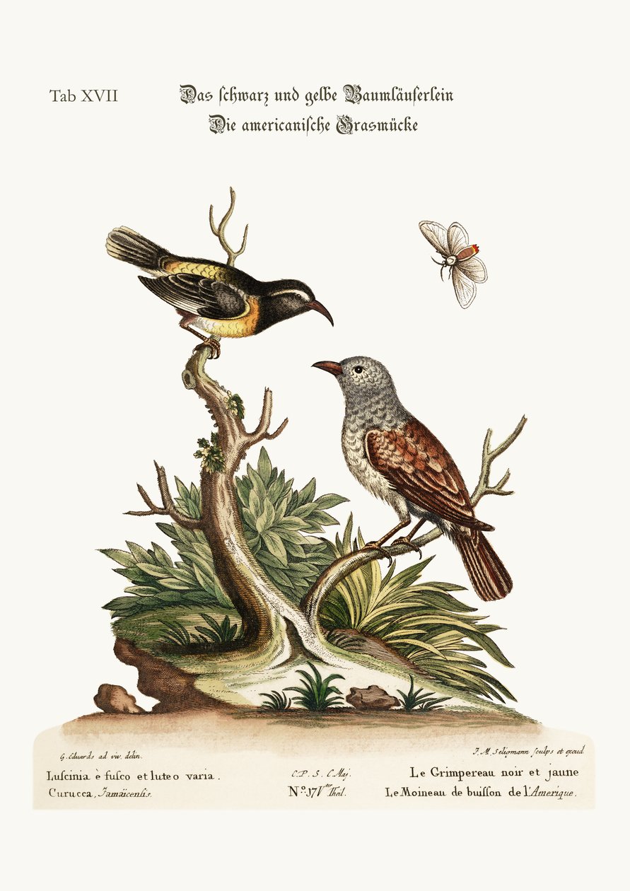 الزاحف الأسود والأصفر. The American Hedge-Sparrow ، 1749-73 بواسطة جورج إدواردز