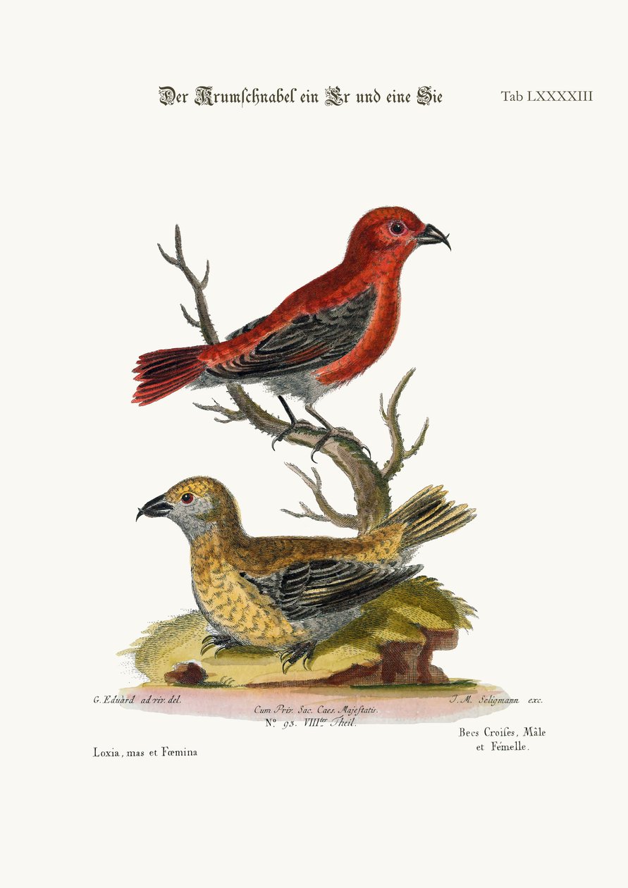 Cross-Bills ، Cock and Hen ، 1749-73 بواسطة جورج إدواردز