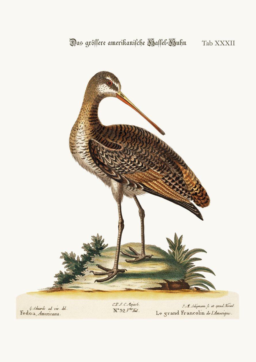 Godwit الأمريكية الكبرى ، 1749-1773 بواسطة جورج إدواردز