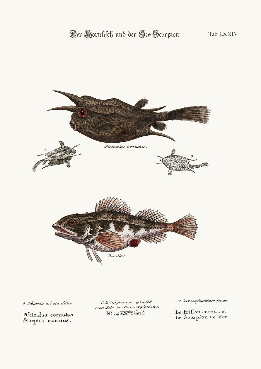 The Horned Fish ، and Sea Scorpion ، 1749-1773 بواسطة جورج إدواردز
