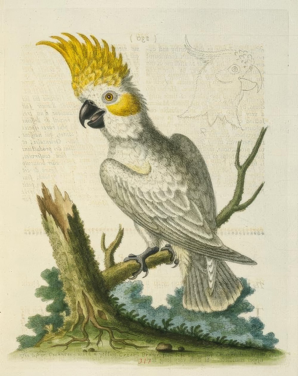 الببغاء الأبيض الصغير مع شعار أصفر. - Le Petit Cacatua Blanc a Crete Jaune بواسطة جورج إدواردز