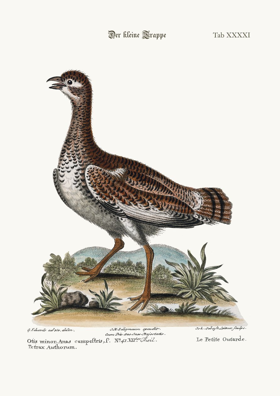 ليتل بوستارد ، 1749-1773 بواسطة جورج إدواردز
