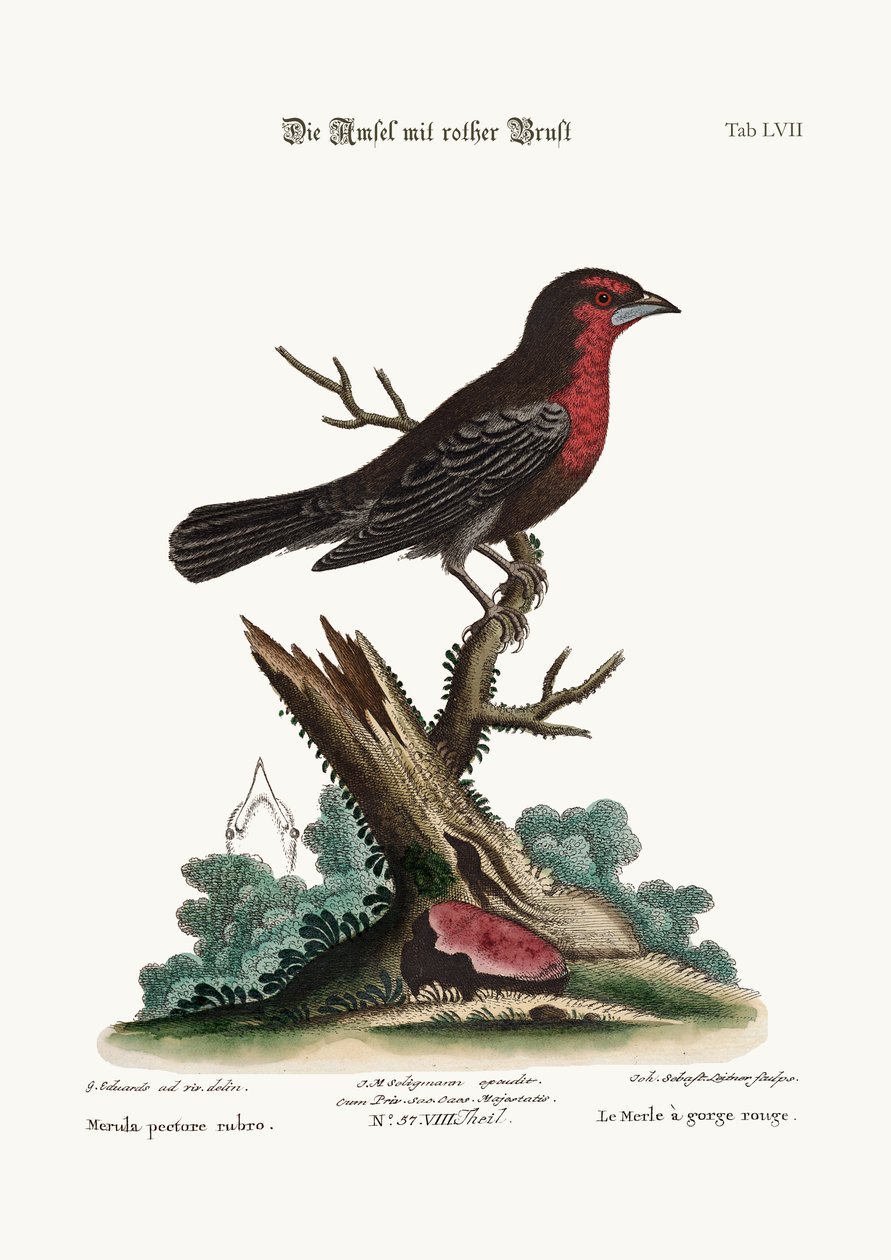 الطيور السوداء ذات الصدر الأحمر ، 1749-1773 بواسطة جورج إدواردز