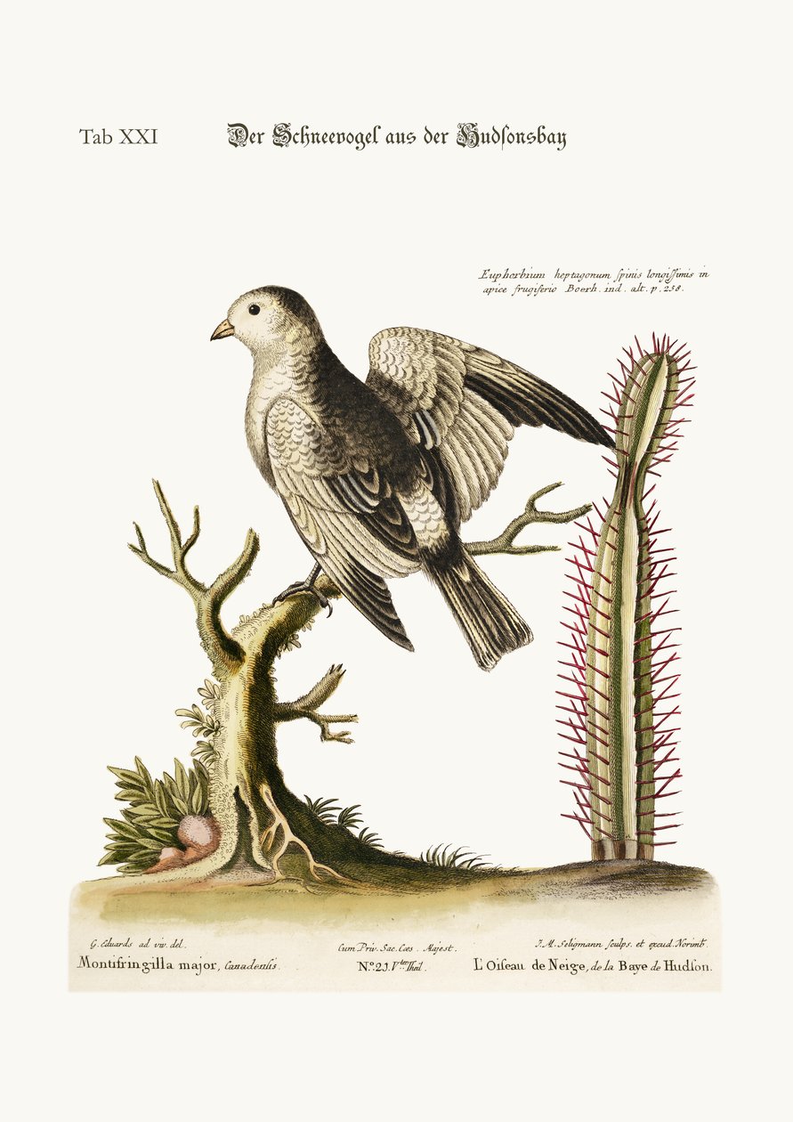 طائر الثلج من خليج هدسون ، 1749-1773 بواسطة جورج إدواردز