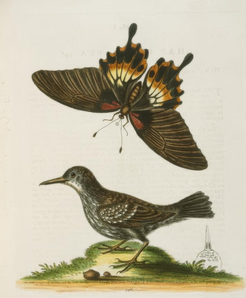 The Wallcreeper of Suriname. - متسلق سور سورينام بواسطة جورج إدواردز