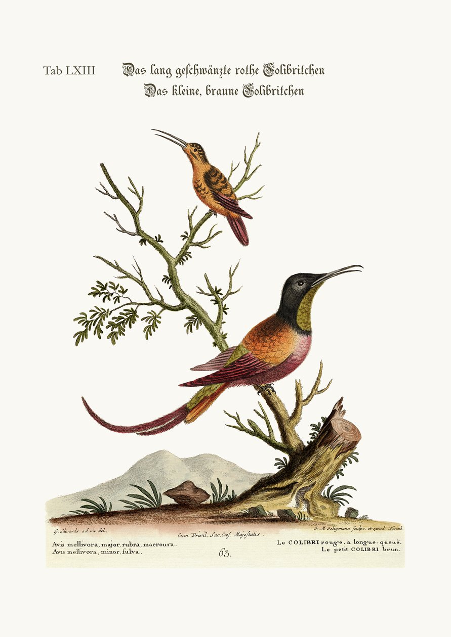طائر الطنان الأحمر طويل الذيل. الطائر الطنان البني الصغير ، 1749-1773 بواسطة جورج إدواردز