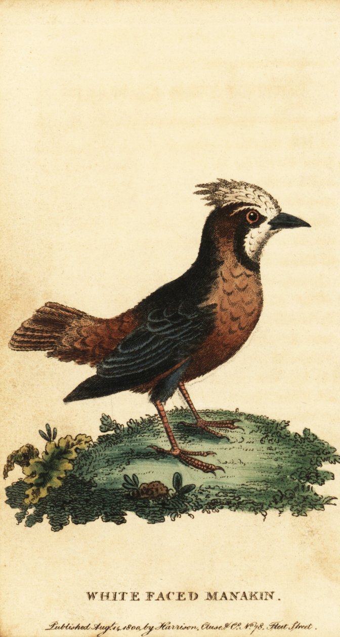 طائر أبيض مائل للصفرة ، Pithys Albifrons. ، 1800 (نقش) بواسطة جورج إدواردز