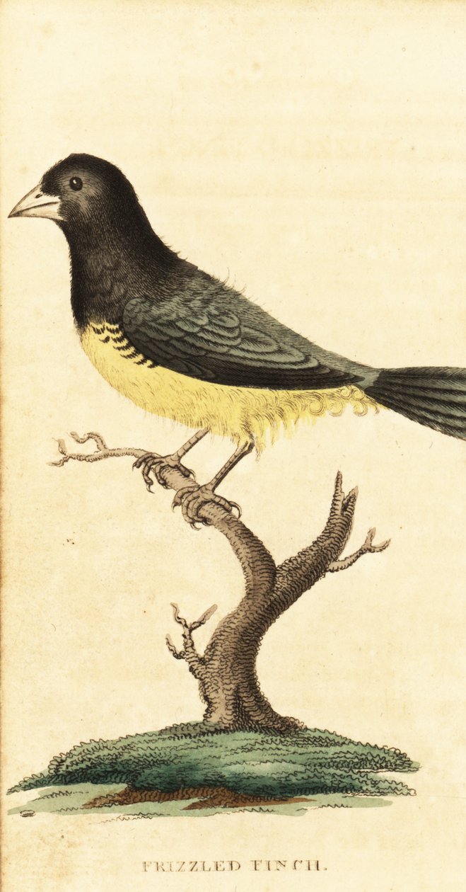 آلة زرع البذور الصفراء ، Sporophila nigricollis. ، 1800 (نقش) بواسطة جورج إدواردز
