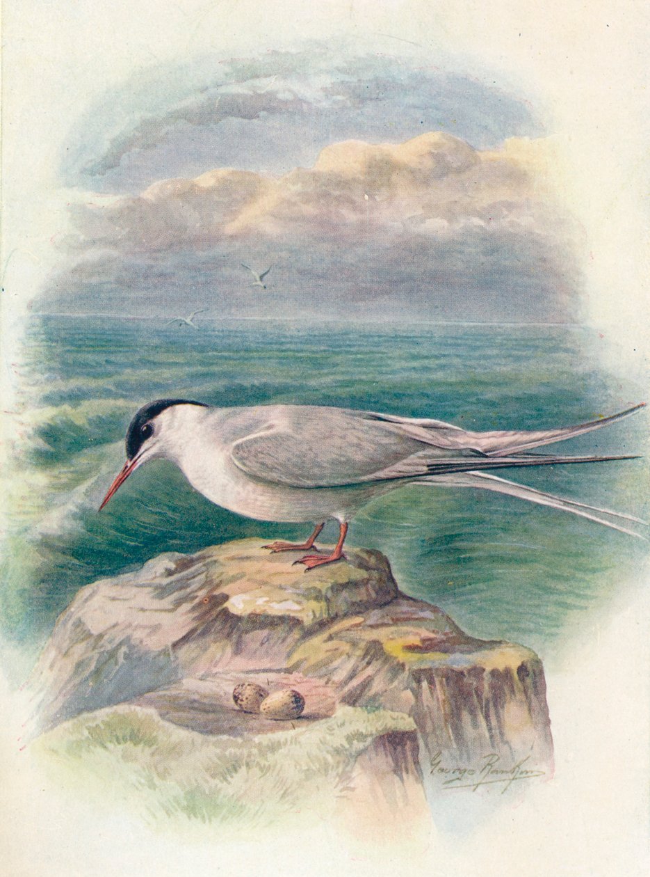 القطب الشمالي Tern - Sterna macrura ، c1910 ، 1910 بواسطة جورج جيمس رانكين