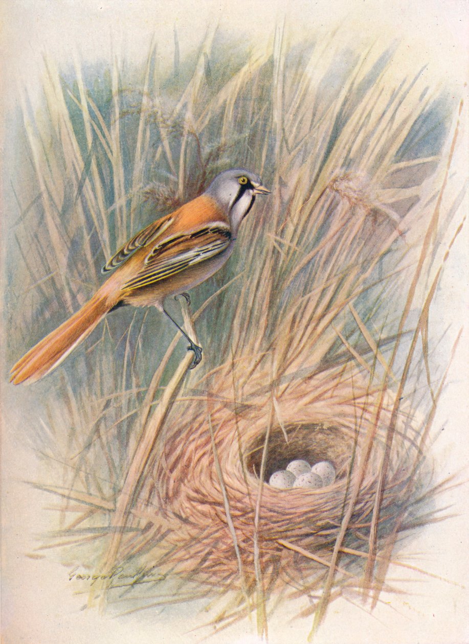 اللحية-الحلمة أو ريدلنج - Panurus biarmicus ، c1910 ، 1910 بواسطة جورج جيمس رانكين