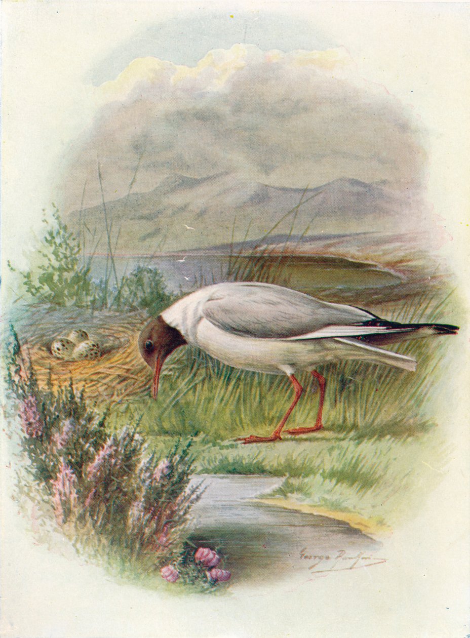 نورس ذو الرأس الأسود - Larus ridibundus، c1910، 1910 بواسطة جورج جيمس رانكين