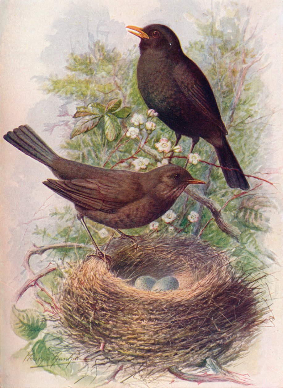 Blackbird - Turdus merula، c1910، 1910 بواسطة جورج جيمس رانكين