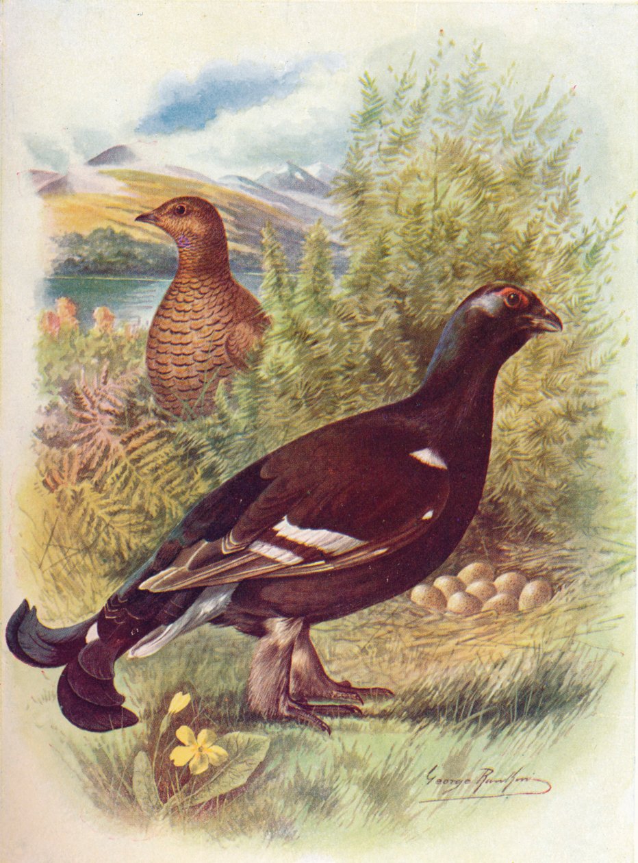 Blackcock أو Black-Grouse - Tetrao tetrix، c1910، 1910 بواسطة جورج جيمس رانكين