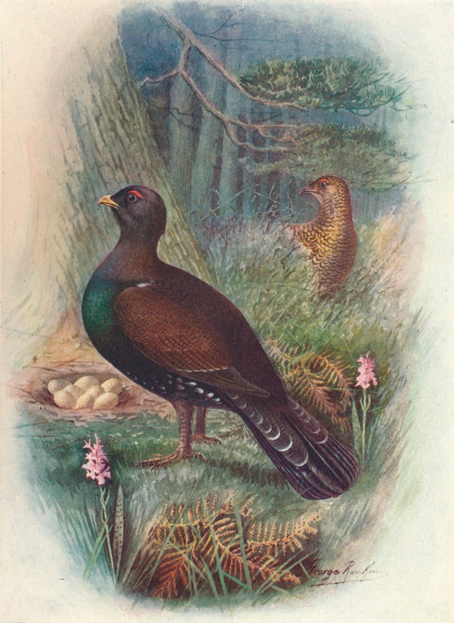 Capercaillie ، c1910 ، 1910 بواسطة جورج جيمس رانكين