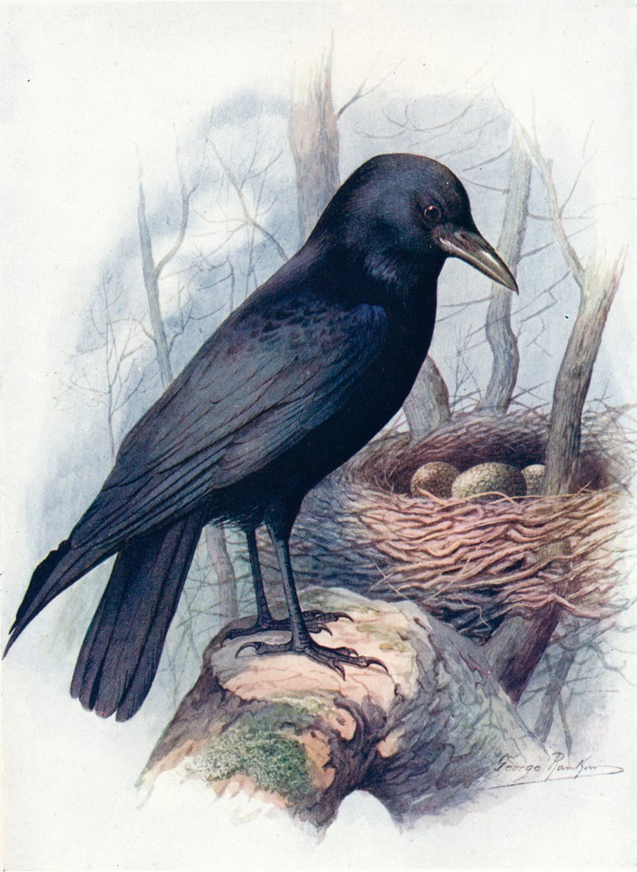 كاريون كرو - Corvus corone ، c1910 ، 1910 بواسطة جورج جيمس رانكين