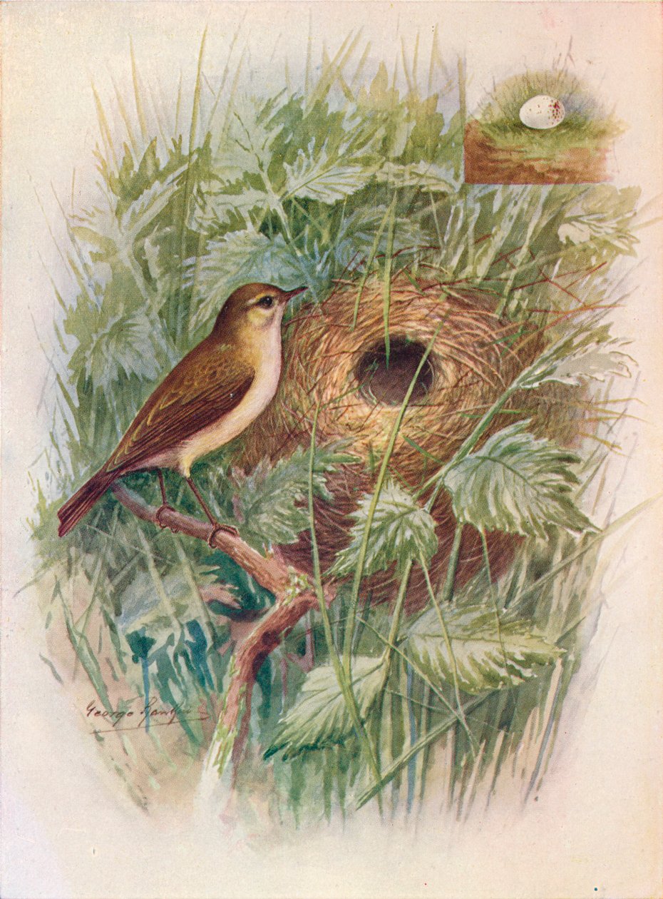 شيف شاف - Phylloscopus rufus ، c1910 ، 1910 بواسطة جورج جيمس رانكين