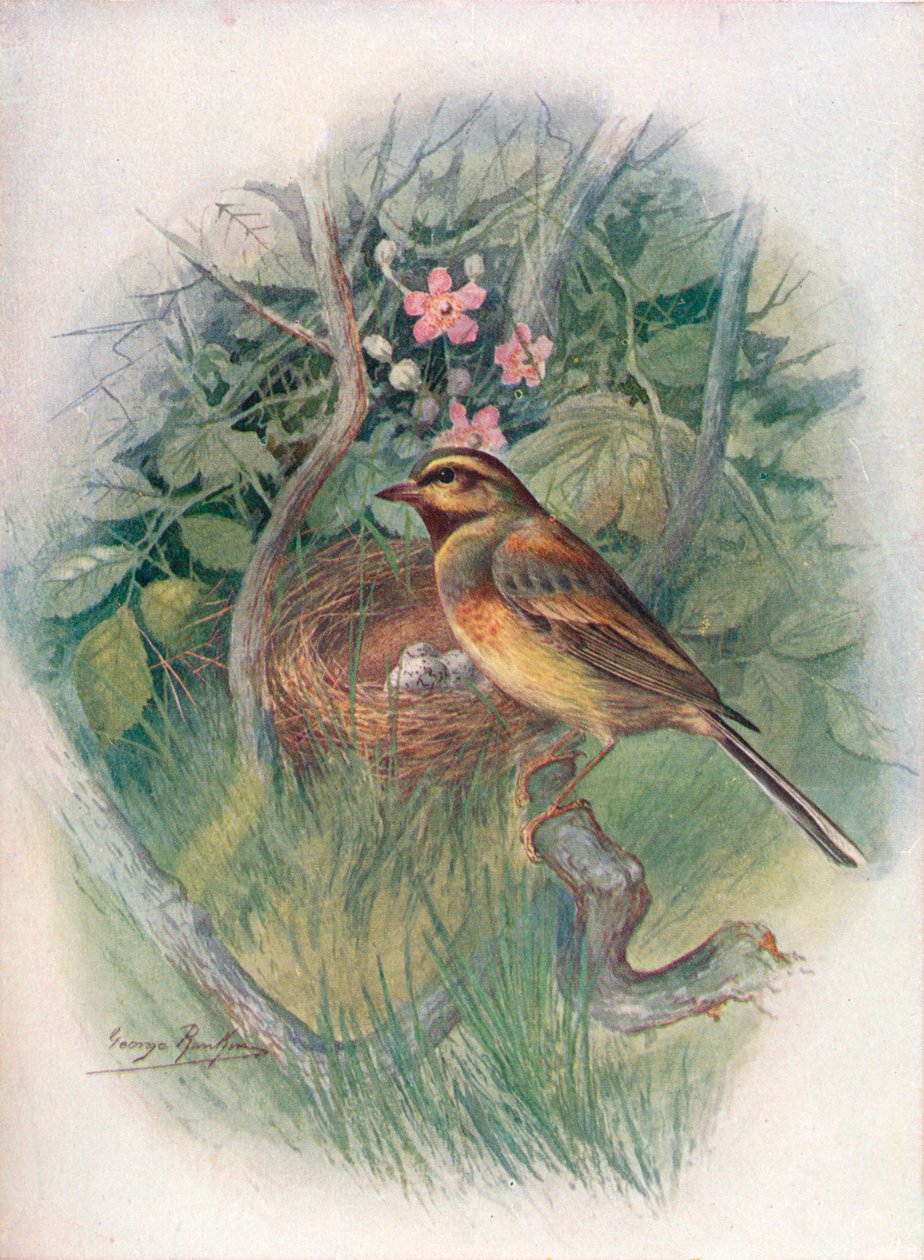 Cirl-Bunting - Emberiza cirlus، c1910، 1910 بواسطة جورج جيمس رانكين