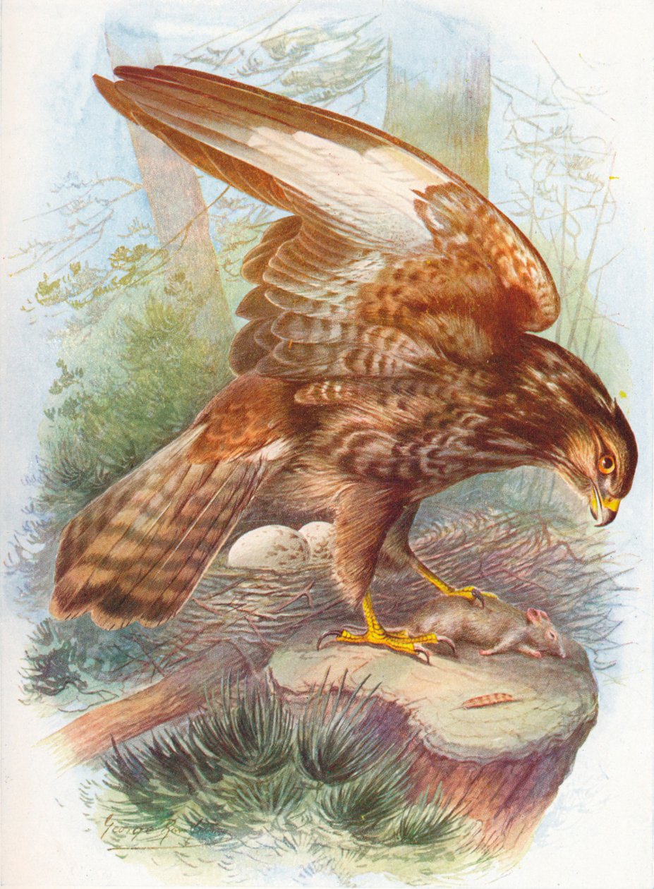 الصقر المشترك - Buteo vulgaris ، c1910 ، 1910 بواسطة جورج جيمس رانكين