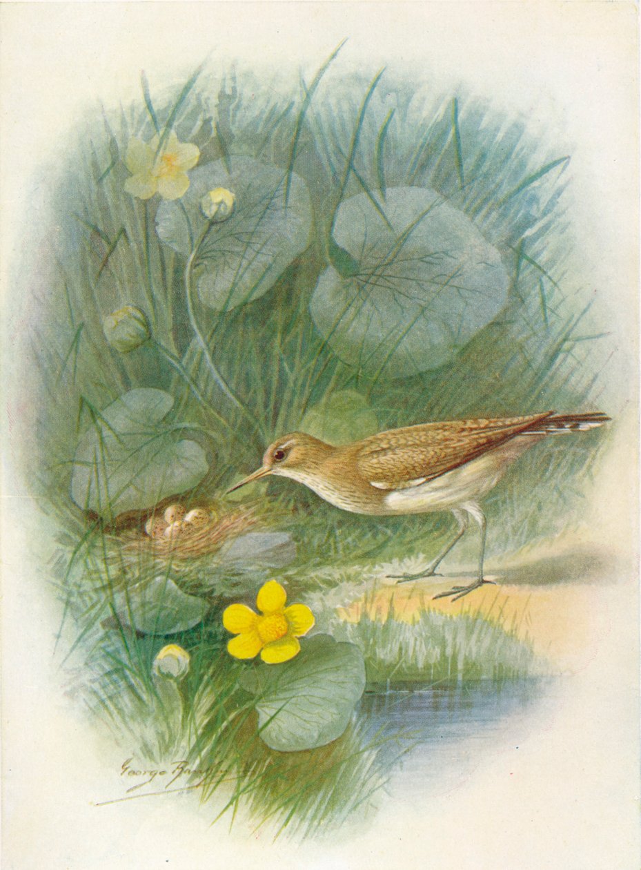 الطيطوي الشائع - Totanus hypoleucus، c1910، 1910 بواسطة جورج جيمس رانكين