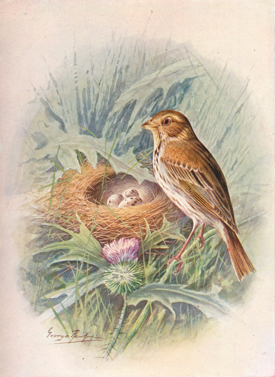 الذرة- الرايات - Emberiza miliaria، c1910، 1910 بواسطة جورج جيمس رانكين