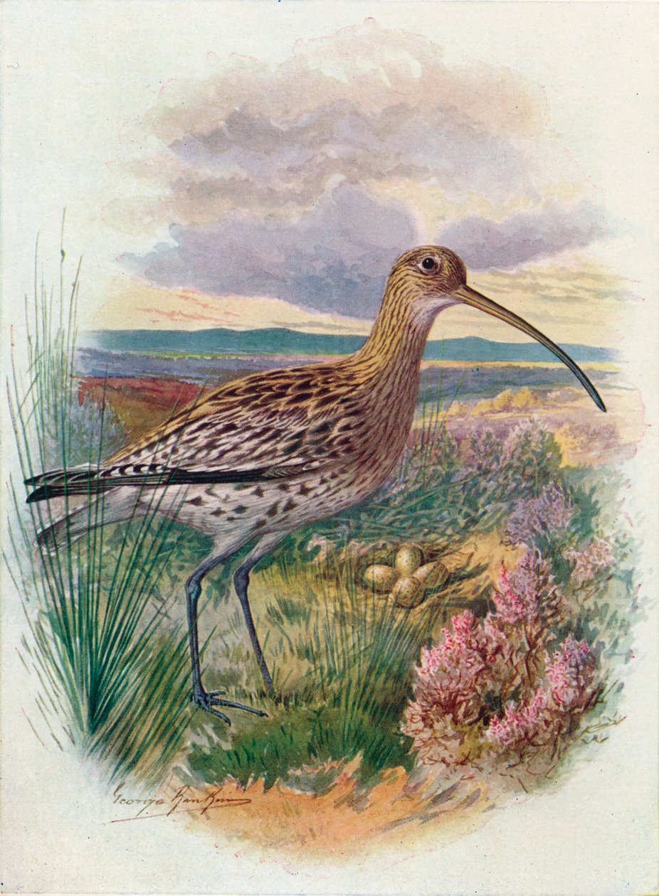 Curlew - Numenius arquata ، c1910 ، 1910 بواسطة جورج جيمس رانكين
