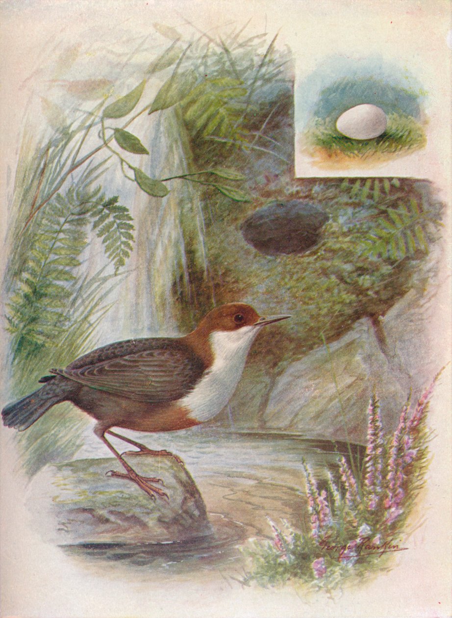 Dipper or Water-Ousel - Cinclus aquaticus ، c1910 ، 1910 بواسطة جورج جيمس رانكين