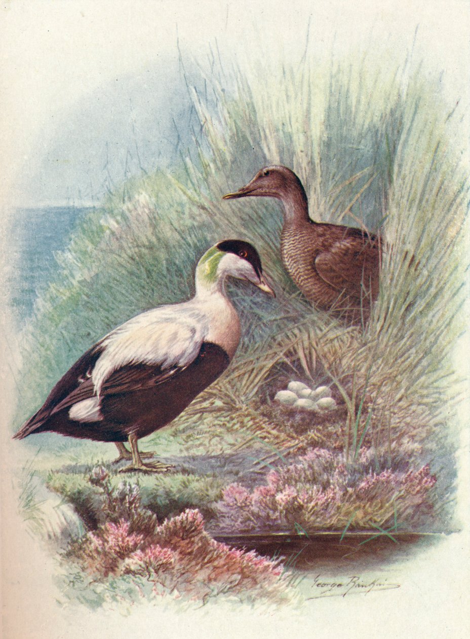 Eider-Duck - Somateria mollissima، c1910، 1910 بواسطة جورج جيمس رانكين