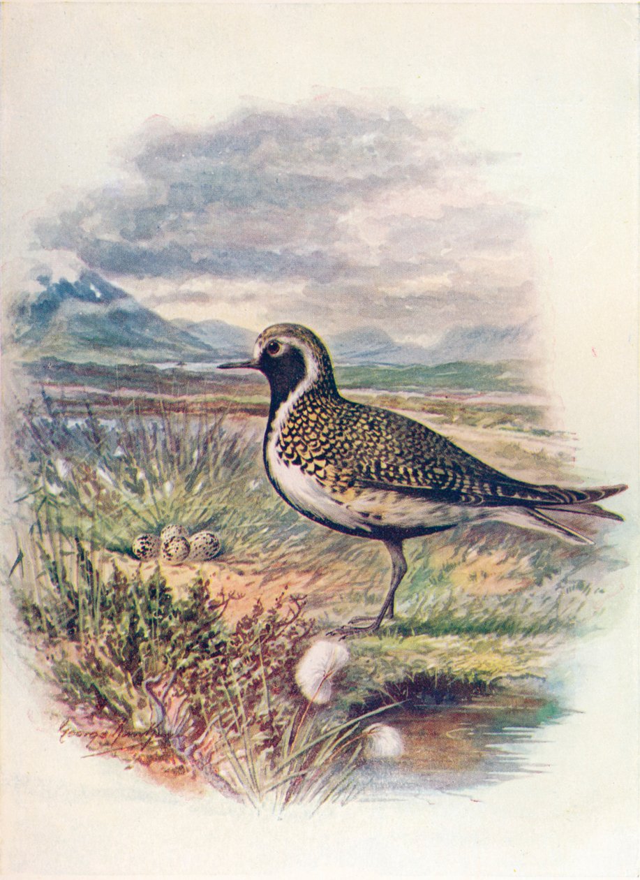 Golden Plover - Charadrius pluvialis ، c1910 ، 1910 بواسطة جورج جيمس رانكين