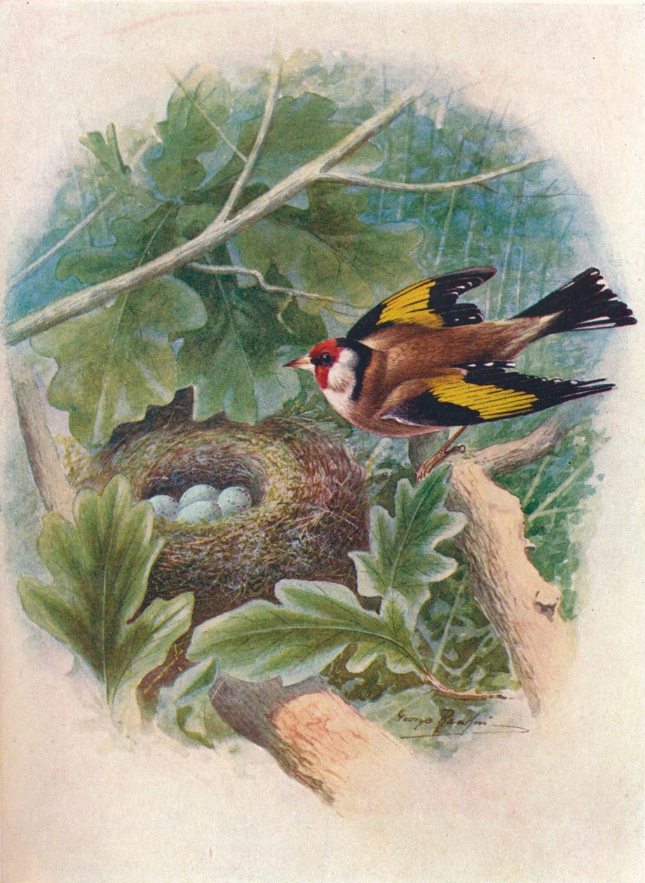 Goldfinch - Carduelis elegans، c1910، 1910 بواسطة جورج جيمس رانكين