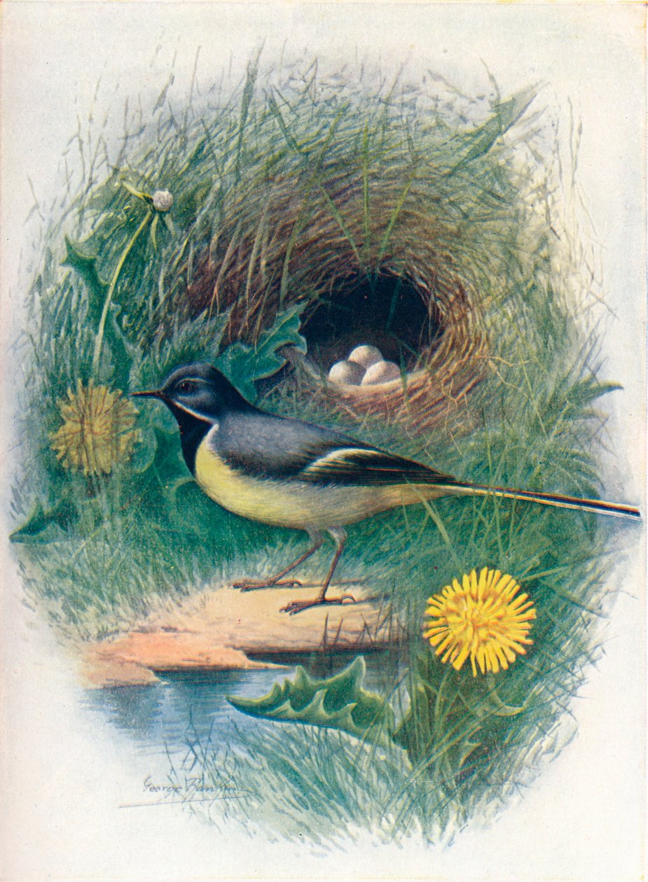 الذعرة الرمادية - Motacilla melanope ، c1910 ، 1910 بواسطة جورج جيمس رانكين
