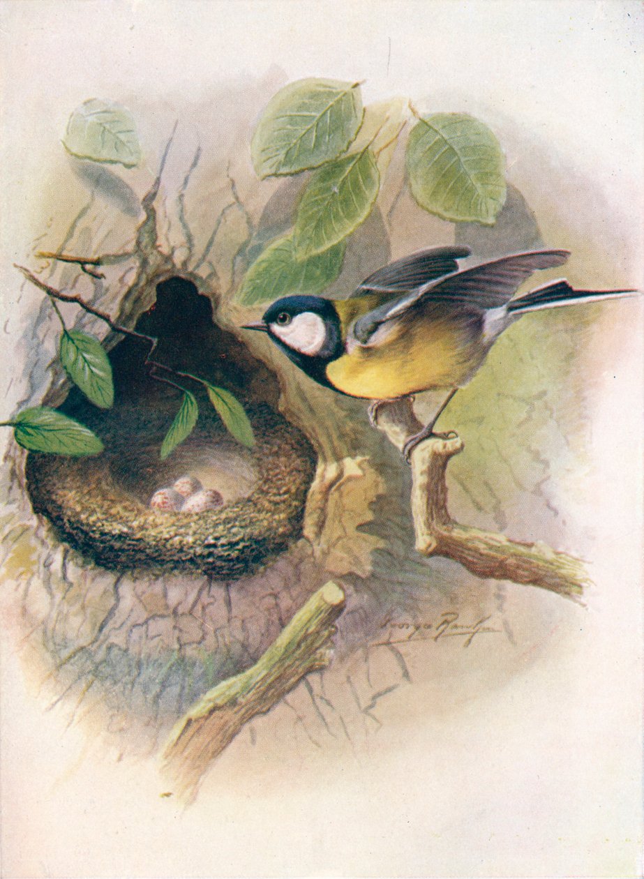 Great Tit - Parus major ، c1910 ، 1910 بواسطة جورج جيمس رانكين