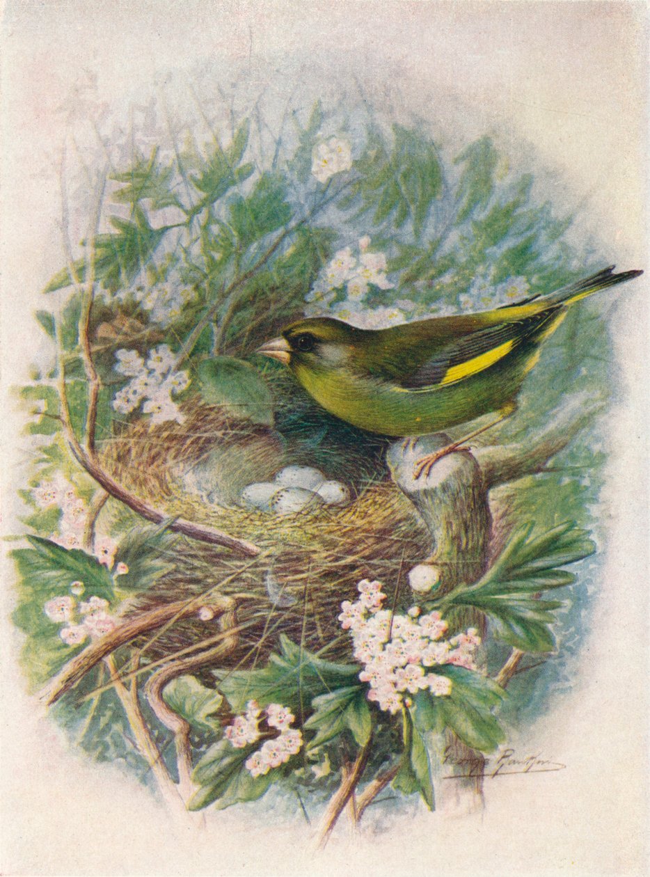Greenfinch - Ligurinus chloris ، c1910 ، 1910 بواسطة جورج جيمس رانكين