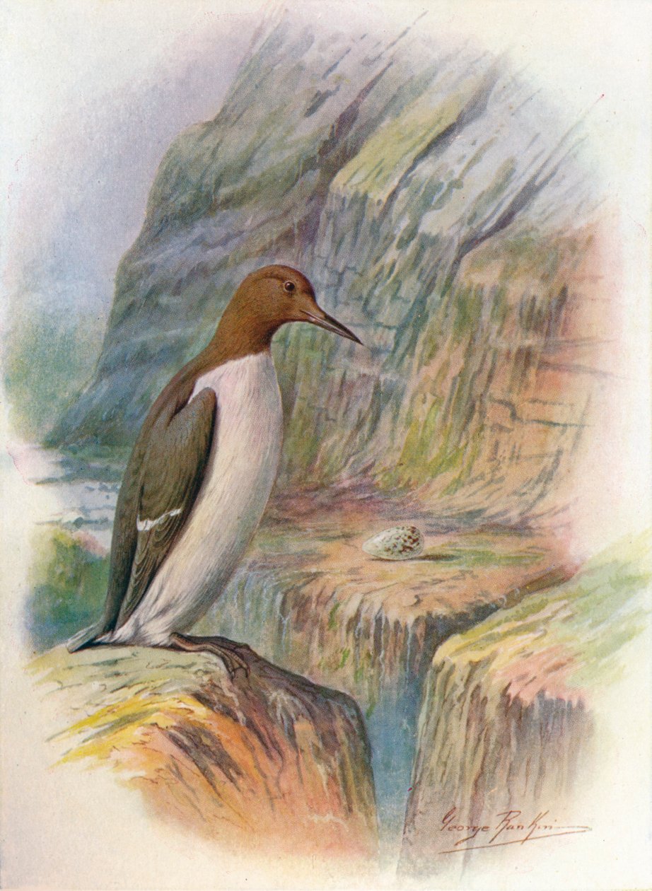 Guillemot - Uria troile، c1910، 1910 بواسطة جورج جيمس رانكين