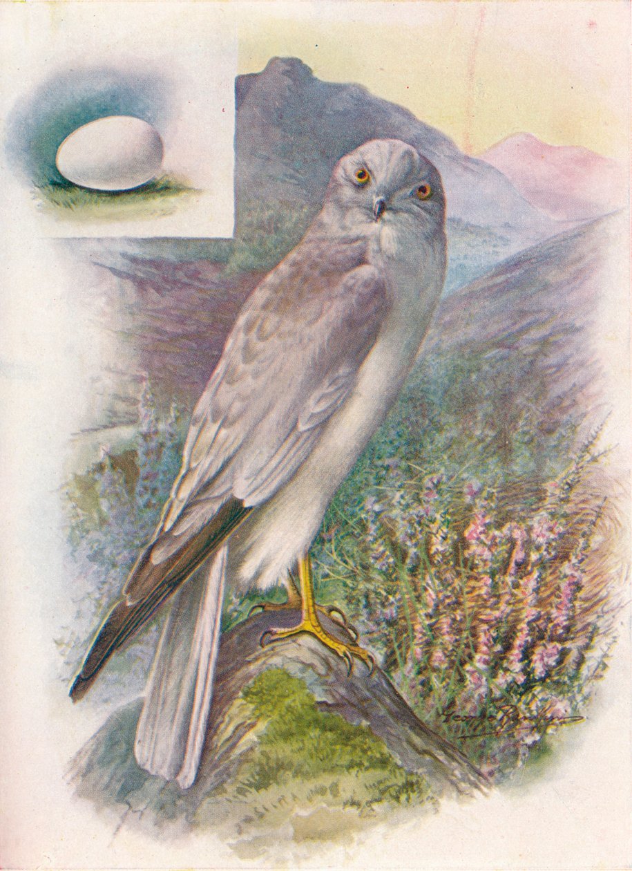 Hen-Harrier - سيرك cyaneus ، c1910 ، 1910 بواسطة جورج جيمس رانكين