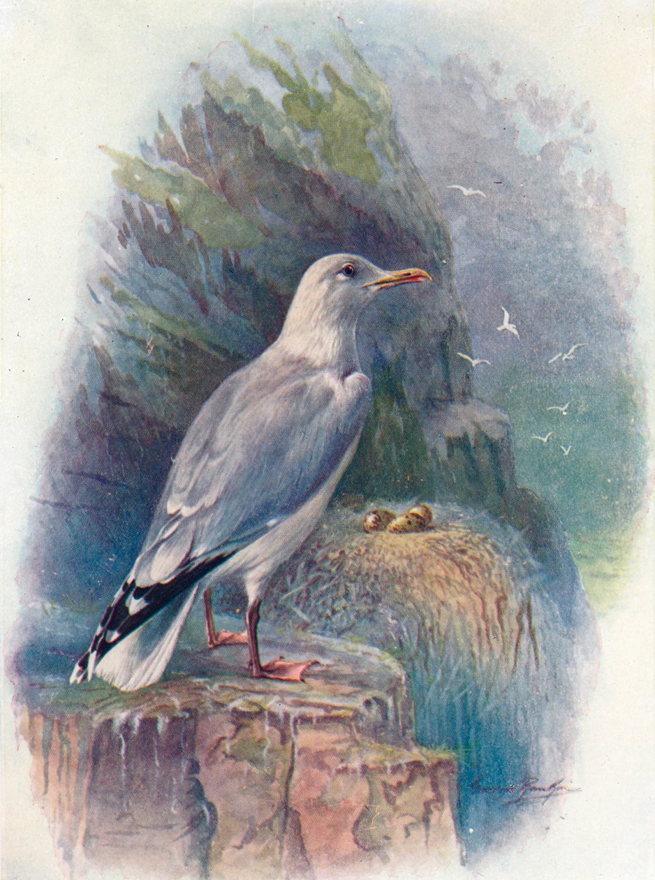 رنجة نور - Larus argentatus ، c1910 ، 1910 بواسطة جورج جيمس رانكين