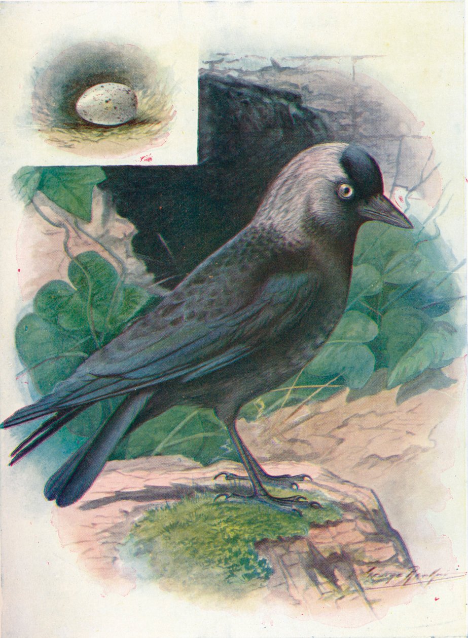 Jackdaw - Corvus monedula، c1910، 1910 بواسطة جورج جيمس رانكين