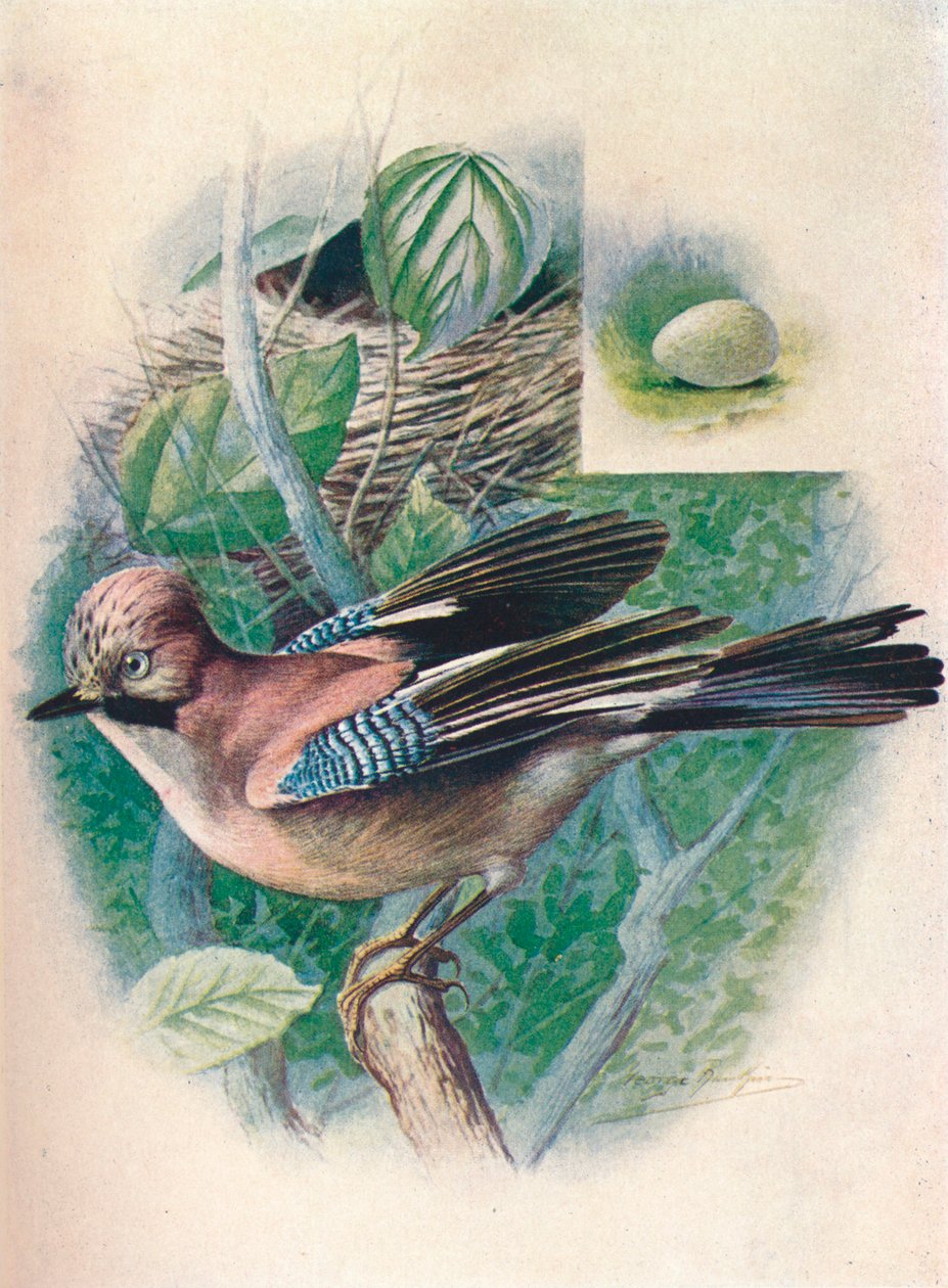 جاي- Garrulus glandarius ، c1910 ، 1910 بواسطة جورج جيمس رانكين