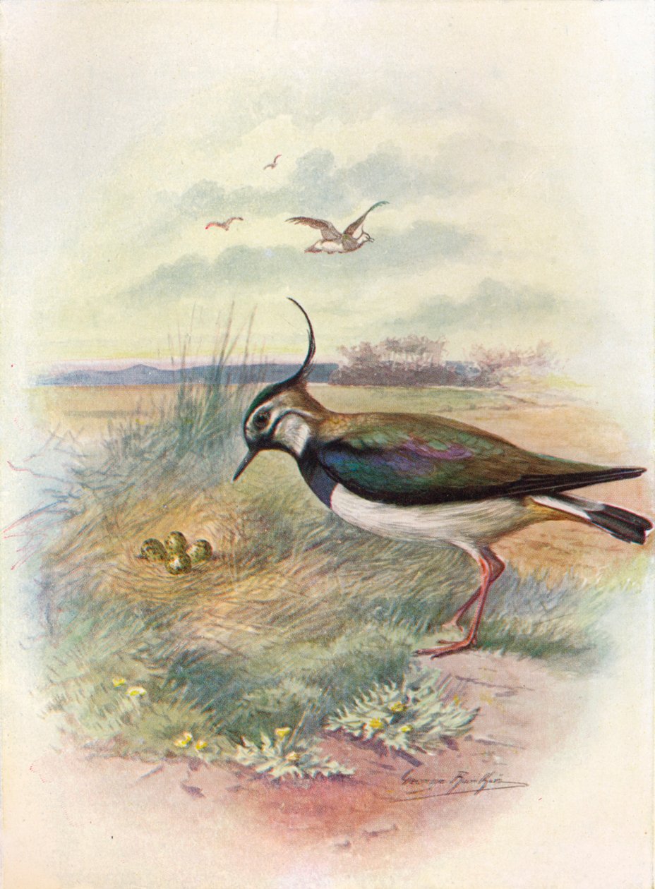 Lapwing أو Peewit - Vnellus vulgaris ، c1910 ، 1910 بواسطة جورج جيمس رانكين