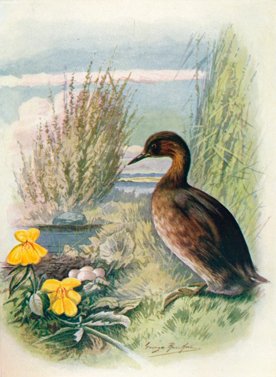 Little Grebe أو Dabchick - Podicipes fluviatilis ، c1910 ، 1910 بواسطة جورج جيمس رانكين
